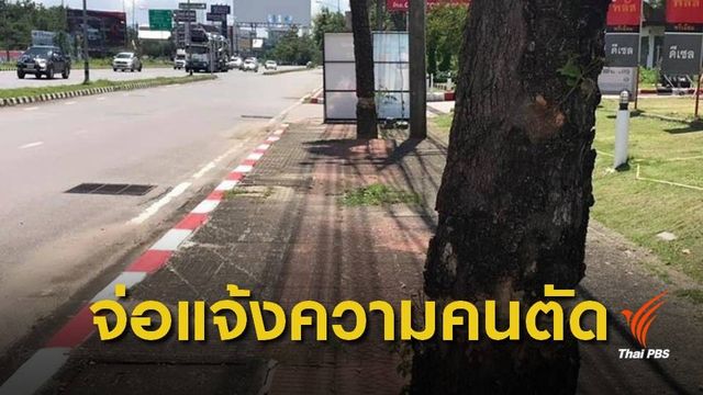 เตรียมแจ้งความคนตัดต้นไม้ริมถนน จ.เชียงราย พรุ่งนี้ 