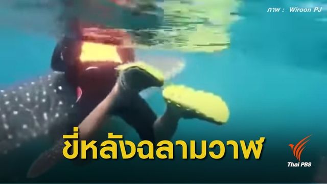 กลุ่มเจ็ตสกียอมรับผิด "ขอโทษ" ขี่หลังฉลามวาฬ จ.ชุมพร
