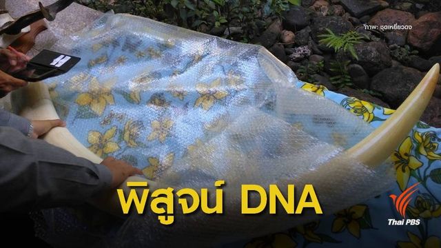  ยึดงาช้าง 7 กิ่งตรวจ DNA พิสูจน์งาช้างไทย-แอฟริกา