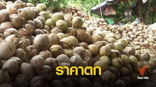 ชาวสวนขอห้ามนำเข้ามะพร้าว แก้ปัญหาราคาตกต่ำ