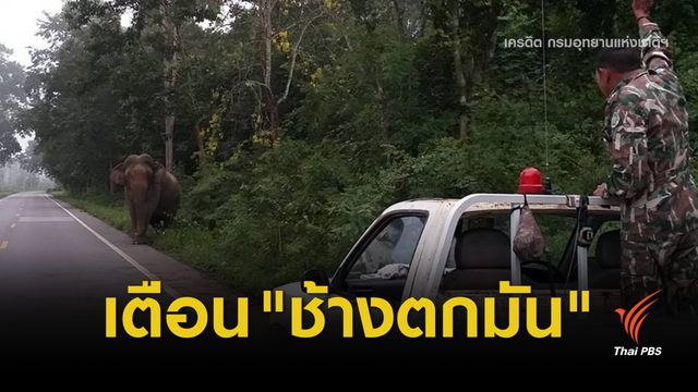 เตือน "เจ้างวงโต" ช้างป่าตกมันหากินบนถนนห้วยสัตว์ใหญ่
