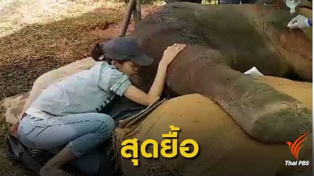สุดยื้อ! "พลายงวงด้วน" ตกเหวตายแล้วหลังรักษา 2 สัปดาห์ 