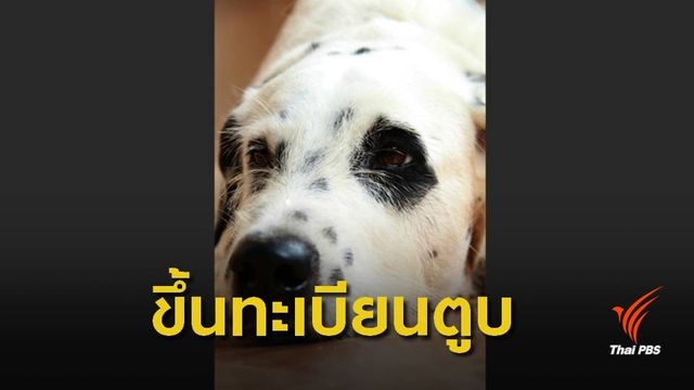 ขึ้นทะเบียน "หมา-แมว" จ่ายตัวละ 450 บาทฝ่าฝืนปรับ 2.5 หมื่นบาท