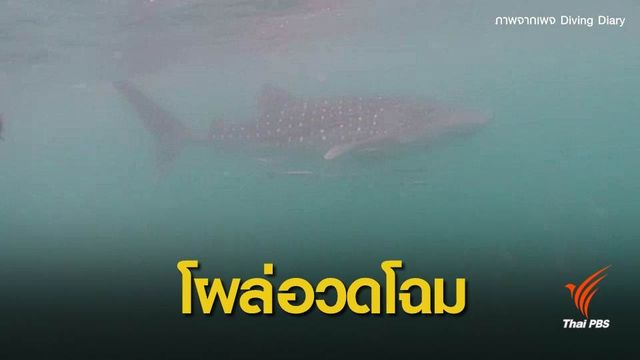 ตื่นตา! พบฉลามวาฬ 4 ตัวแหวกว่ายหากินที่เกาะทะลุ 