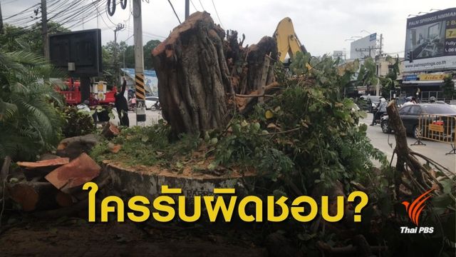 ต้นโพธิ์ 100 ปี ล้มทับคนกลางเชียงใหม่ ใครรับผิดชอบ ?