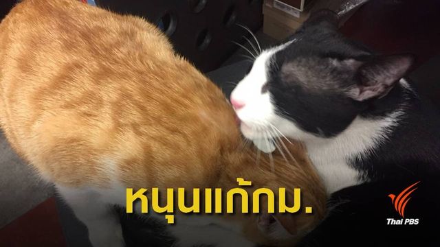 ชี้แค่ขึ้นทะเบียน "หมา-แมว" ผิดเนื้อหาพ.ร.บ.ทารุณกรรมสัตว์