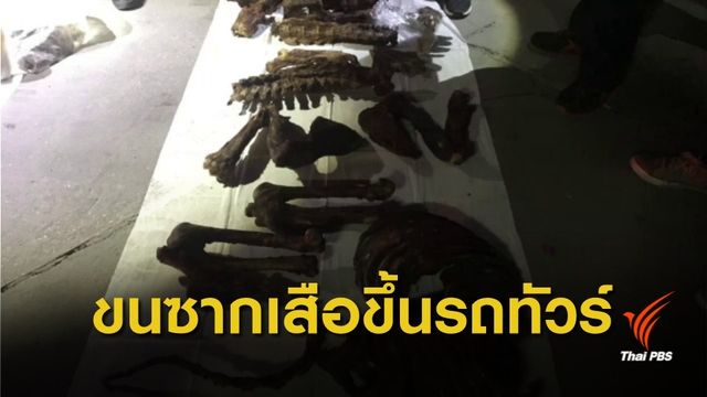 รวบชาวเวียดนาม ลักลอบขน "ซากเสือ" ขึ้นรถทัวร์