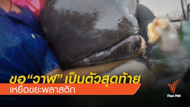 ขอ "วาฬนำร่องครีบสั้น" สัตว์ตัวสุดท้ายสังเวยชีวิต “เหยื่อขยะ”