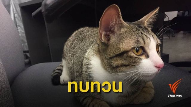 ทบทวนเก็บ 450 บาทขึ้นทะเบียนหมา-แมว ห่วงภาระชาวบ้าน