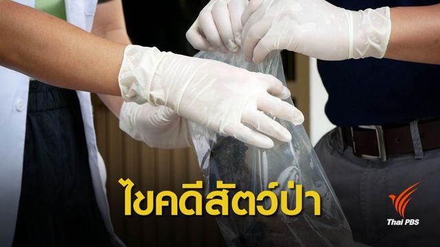 แล็บนิติสัตว์ป่าไขคดีดัง "เสือดำ-หมีขอ"