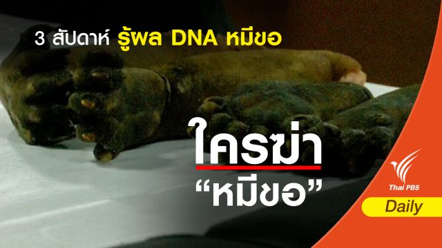 3 สัปดาห์รู้ผล DNA หมีขอจากป่าไทรโยค