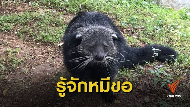เปิดภาพน่ารักครอบครัว "หมีขอ" ในสวนสัตว์เชียงใหม่ 