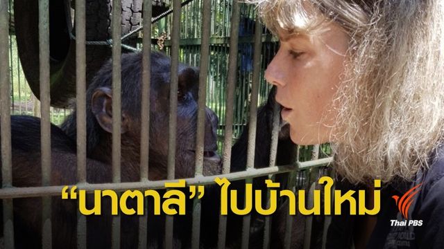 ไทยมอบ "นาตาลี" ชิมแปนซีไปอยู่ Monkey World Ape อังกฤษ