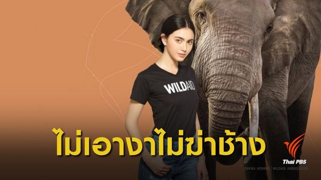 “ใหม่” ชวนคนไทย #ไม่เอางาไม่ฆ่าช้าง