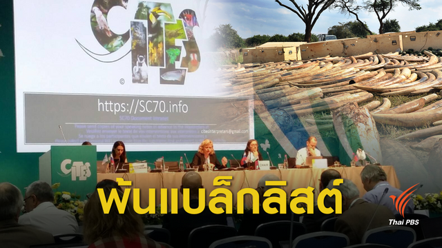ข่าวดี "ไซเตส" ปลดไทยพ้นแบล็กลิสต์ค้างาช้าง