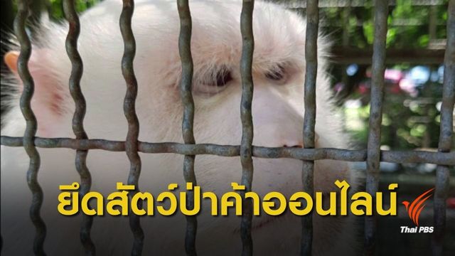 "ชุดเหยี่ยวดง" บุกยึดสัตว์ป่าคุ้มครองกว่า 20 ตัว