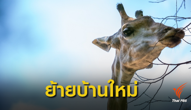 เปิดรายชื่อสัตว์ป่า "เขาดิน" 897 ตัวย้ายไปอยู่บ้านใหม่