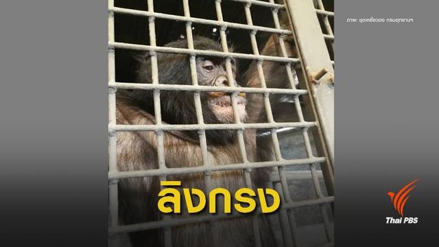 ถอนอายัด "ปิ๊กมี่ ชิมแปนซี" สวนสัตว์พาต้าถูกกฎหมาย 