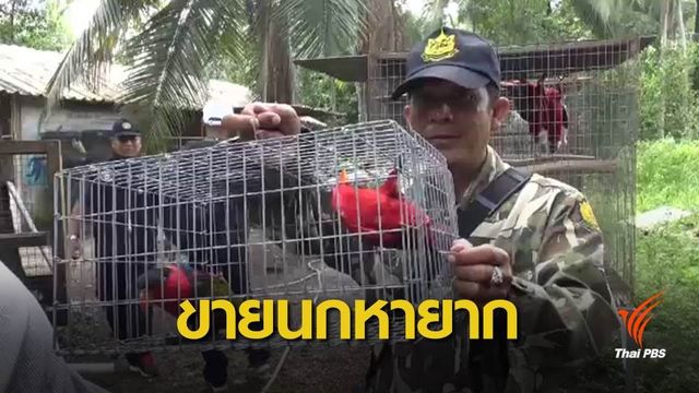 ล่อซื้อนกหายาก ขายผ่านเฟซบุ๊กหลักแสน อ้างเจ้าของเป็นชาวมาเลเซีย 