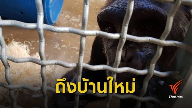 "นาตาลี" ซิมแปนซีจากไทยถึงบ้านใหม่ที่อังกฤษแล้ว 