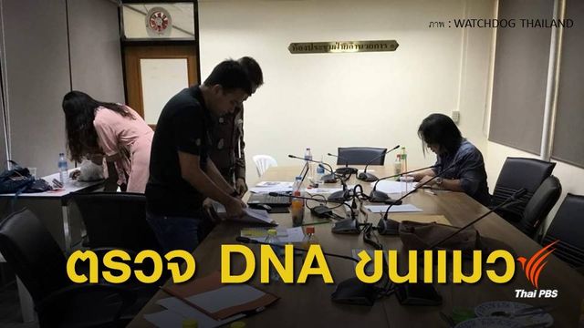 ส่งขนแมวตรวจดีเอ็นเอ หลังพบใกล้ที่พักผู้ต้องสงสัยฆ่าแมว 