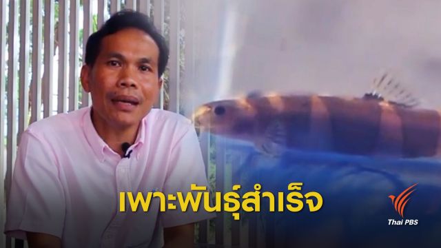 12 ปี เพาะพันธุ์ปลา "ปล้องทองปรีดี" ปลาดอยสำเร็จ