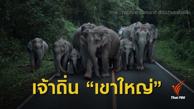 นักท่องเที่ยวประทับใจ ”โขลงช้างป่า” บนเขาใหญ่