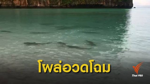 ฮือฮา! "ฝูงฉลามหูดำ" โผล่หน้าอ่าวมาหยาหลังปิดเกาะฟื้นฟู
