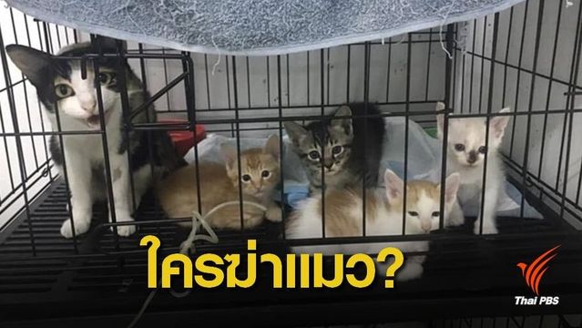 ข้อกฎหมายไม่ชัด ยังไม่แจ้งความใครฆ่าแมว?