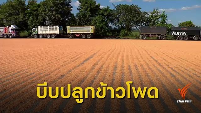 ก.เกษตรฯ บีบสหกรณ์เพิ่มโควต้าปลูกข้าวโพด