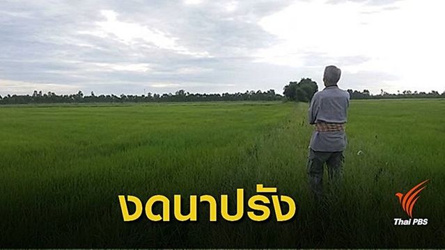 นาปรัง 8 หมื่นไร่หมดสิทธิ์-อ่างกระเสียวน้ำน้อยเหลือแค่ 35% 