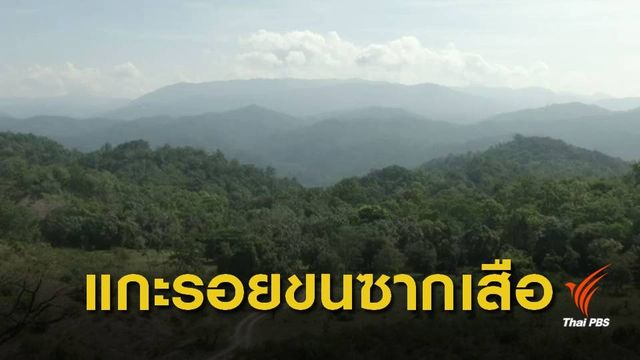 สำรวจเส้นทางลักลอบค้าสัตว์ป่า จ.ตาก