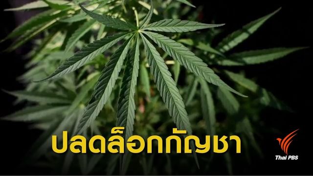 5 แนวทางปลดล็อก "กัญชา" ใช้ทางการแพทย์