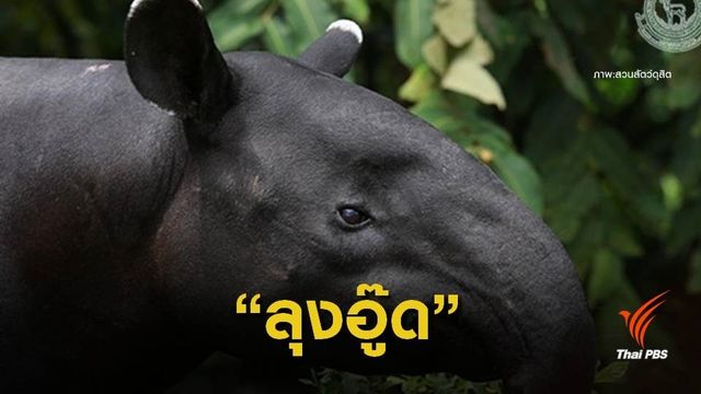 เตรียมชม 9 “ดาวเด่น” สัตว์ป่าเขาดินไปอยู่ที่ไหนบ้าง?