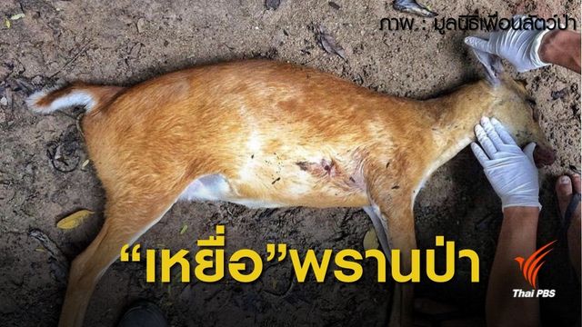  พรานบุก “ล่ากวาง-หมูป่า” พื้นที่มูลนิธิเพื่อนสัตว์ป่า จ.เพชรบุรี