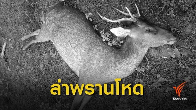 เร่งแกะรอย "พรานป่า" แอบล่าสัตว์ในมูลนิธิเพื่อนสัตว์ป่า
