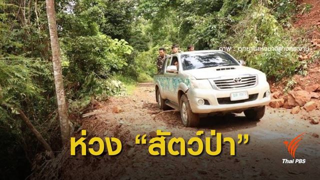 ห่วง "สัตว์ป่าพะเนินทุ่ง" เสี่ยงถูกรถชนตายเพิ่ม แนะปรับปรุงทางขึ้นบางจุด