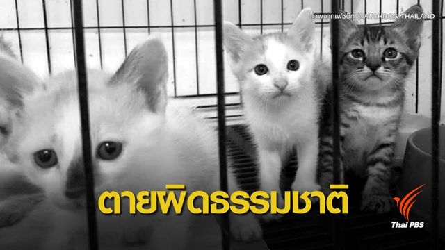 ผลชันสูตรยืนยันแมวตายผิดธรรมชาติ