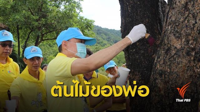 จัดทีมรุกขกรดูแลต้นไม้ทรงปลูกของ "พ่อหลวง" 