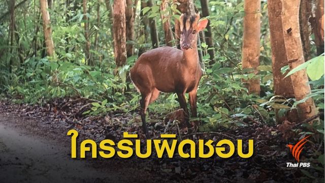 เปิดภาพสัตว์ป่าสงวนหากินบนถนน“พะเนินทุ่ง”