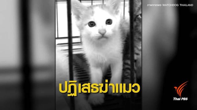 ดีเจสาวมอบตัว ตร.ปฏิเสธทารุณกรรมแมว 