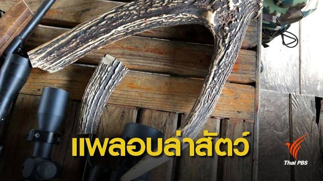 ตรวจค้นแพเขื่อนศรีนครินทร์ ขยายคดี "ล่าปลายักษ์" 