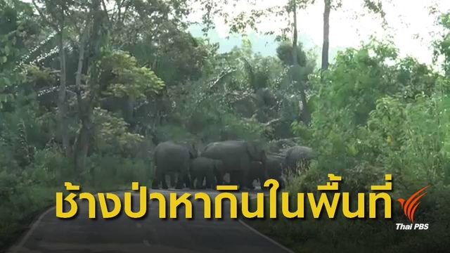 เตือนผู้ใช้ถนนสาย 3076 ระวังขับรถชนช้างป่า 