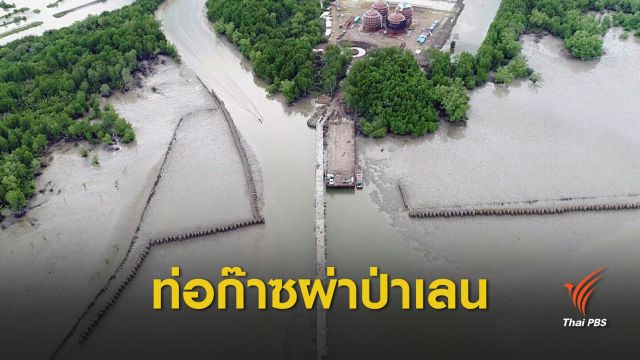 อธิบดี ทช.ลั่นแค่ 1 ไร่ก็ไม่ยอมตัดป่าชายเลนวางท่อก๊าซแอลพีจี