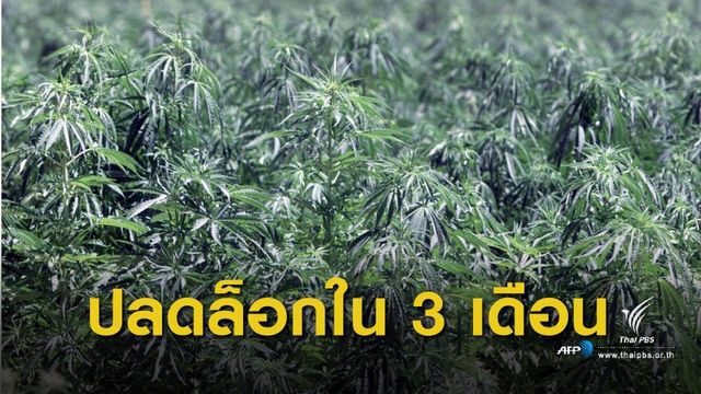 สนช.คาดปลดล็อกกัญชา-กระท่อมภายใน 3 เดือน