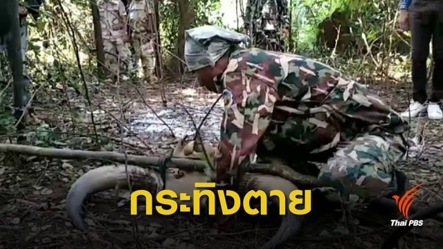 พบซากกระทิงอายุ 10 ปี กลางป่าอุทยานแห่งชาติทับลาน
