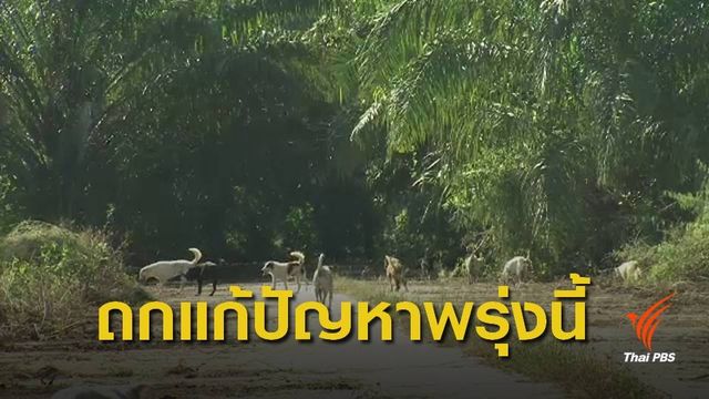 เทศบาลตำบลเชิงดอยเร่งแก้ปัญหา หลังเกิดเหตุสุนัขรุมกัดเด็ก