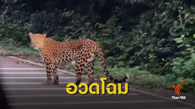 "เสือดาว" อวดโฉมริมถนนบ้านกร่าง แก่งกระจาน