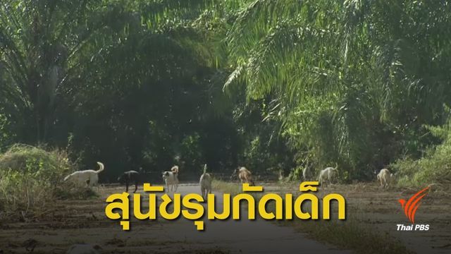"เชียงใหม่" เร่งแก้ปัญหาสุนัขจรจัดรุมกัดเด็ก 1 ขวบ 