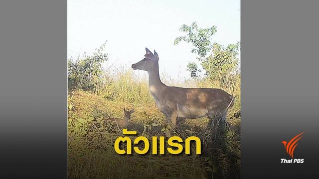 เผยโฉมลูก "ละอง-ละมั่ง" เกิดในป่าตัวแรกหลังปล่อยคืนธรรมชาติ